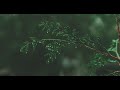 Rain forest Ambient Soundtrack for relaxation and meditation (3 hours)