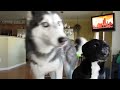 THIS SIBERIAN HUSKY DOG CAN ACTUALLY TALK!!!