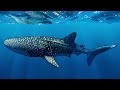 whale shark ! (study speedpaint)