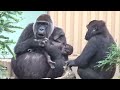 Gorilla⭐️Genki always protects her baby who is practicing walking by her side.【Momotaro family】