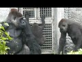 Gorilla Tayari mom Massage Jabali Stimulate urination Ringo curious. Hug Jabali Ringo. 2023-1-4 1531