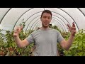 Can I Take a Cutting from a Plant with a Flower on it | Plant Propagation Tips