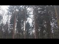 woodland walk ASMR