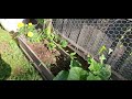 Spring 2024, May 16th update Squash and Zucchini growing well
