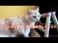 【かわいい猫】新しい爪とぎを愛猫にプレゼントしたら、すぐ使ってくれるのか検証してみました！＠ねこねこ