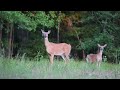 Ilpo from Finland - The best whitetaildeer video I have ever managed to shoot!