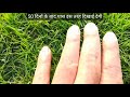 How To Grow Carpet Grass - A to Z Steps Fully Described