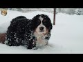 Bernese mountain dog: The shepherd dog with the most good-natured smile in THE WORLD