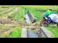 Muddy areas provide special challenges for grain motorbike taxi workers in the rice fields