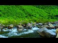 Peaceful Forest Sounds for Healing, Relaxing Mountain Stream.
