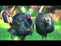 Breathtaking Birds of the World in 4K with Calming Music