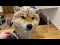 Click here for Shiba Inu on the day with the largest amount of snow in the history of observation
