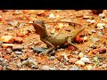 Tropical garden lizard | Iguana | Tropical garden lizard in India