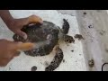 Rescue Sea Turtles, Removing Barnacles from Poor Sea Turtles Compilation