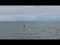 whales near Vancouver