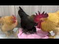 I am shocked! Experienced kitten teaches rooster and hen to take care of chicks! cute and funny😊