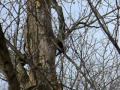 Pileated Woodpecker Visits McBone Manor