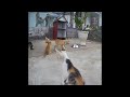 🤣🐈 So Funny! Funniest Cats and Dogs 2024 😘😆 Best Funny Animal Videos 2024 # 17