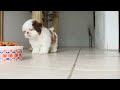 Home Alone Puppy | Shih Tzu