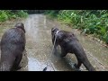 [Original Video] A Cute Otter Earnestly Observing Various Things on a Trip