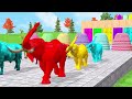 Paint Animals Cow Elephant Gorilla Buffalo Zebra Hippo, Fountain Crossing Transformation Cartoon