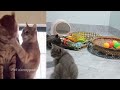 When a silly Cat becomes your best friend 🐈🐕 The funniest animals and pets 😍