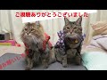 【ねこうんちく】ネコのなつき度がレベルアップしたらどうなる？　What happens when the cat gets attached?　#なつく   #ネコ　#sleeping