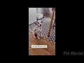 🐾Most Hilarious Dogs & Cats for 1 Hour😂🐶🐱You Laugh You Lose with Pets❤