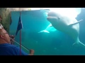 Beluga mesmerized  by violin