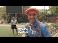 Blippi Explores a Safari Park | Learn About Animals For Kids | Educational Videos for Toddlers