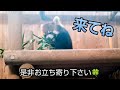 【レッサーパンダ】可愛くてキュン死レベル😍西山動物園は日本のレッサーパンダの実家です#レッサーパンダ #福井県  #動物園