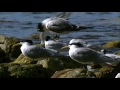 Seabird excrement helps the fish population survive