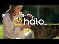 WHAT IS A HALO BEACON? DETAILS ON THE HALO COLLAR BEACON PET CONTAINMENT SYSTEM AND DOG TRAINING