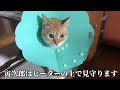 【60代子なし専業主婦vlog】お好み焼本舗/ 猫のお出迎え/ おうちごはん/ 夜のルーティン