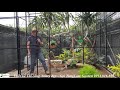 ✅AVIARY.02-Cách làm Aviary ngoài trời Đẹp/How to make a Aviary/Exotic Birds/Timelapse/TungLam Garden