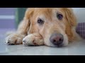 GOLDEN RETRIEVER CAN BE GROOMED? ❤️Beautiful video of Trimming & deshedding!