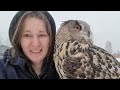 An owl in an ice helmet came home to thaw. Cloudberry cat walks in the icy rain