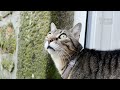 Nobody's seen a cat do this before, so i filmed it to prove it
