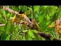 4K VIDEO UHD - Weaver Sound - Relaxing Music | Bird Melodies