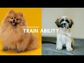 Pomeranian VS Shih Tzu - Which Is Best? | Dog Comparison | Cutest Dog Breeds