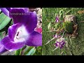 Dendrobium Orchid Care: The Beginner's Guide to Different Types / Sections Care Cards #ninjaorchids