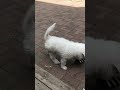 Pup playing with sandals