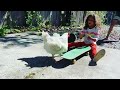 skateboarding chicken #shorts