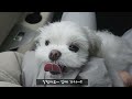 말티즈 가족 하망이네 예방접종 맞는날!! / 강아지 브이로그 / The day Maltese gets vaccinated / Dog Vlog