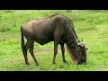 Antelopes: the Icons of Africa | Full Wildlife Documentary