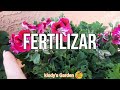 LLENA tus GERANIOS  de MUCHAS FLORES | CUIDADO de los GERANIOS Para que NO Tengan HOJAS AMARILLAS