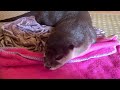 [Original Video] An Otter That Complains When Dissatisfied
