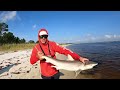 Biggest Fish of the Year Ate This Cut Bait! *New Beach Record*
