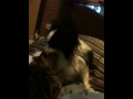 Cat and dog love each other papillon