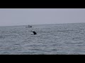 Humpback Whales(5)